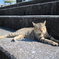 奥武島の猫２