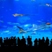 美ら海水族館のジンベエザメ
