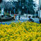 spring road