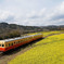 菜の花列車