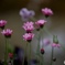 小さな花に