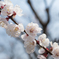 桜に見えんかな〜^^;