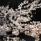 金龍桜
