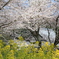 金龍桜　Part2