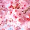 満開の桜