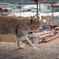 漁港の猫