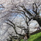 満開の桜の下で・・・