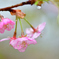 雨に濡れて美しく -Ⅱ