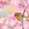 春色めじろ