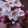 桜色の目覚め