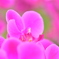 spring　flowers♪
