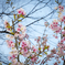 Sakura, Nagoya city, Marzo 2017