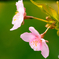 桜の横顔