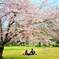 桜の木の下で
