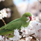 桜とインコ