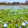 福岡 海の中道海浜公園