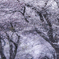 Cherry blossom trees
