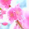 花桃カップル♡