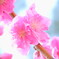 花桃カップル♡あっぷ
