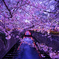 桜の舞のはじまり