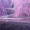 Spring Snap...