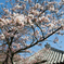 玉手山公園の桜