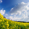 ｓｐｒｉｎｇ！