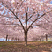 咲き誇る八重桜