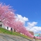桜行列