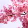寒緋桜