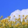 すっかり夏の雲