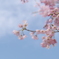 桜１
