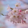 桜２