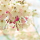桜４