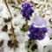 Spring Snow