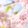 春爛漫