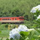 紫陽花公園にて