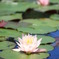 近所の池の睡蓮