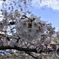 川辺の桜02