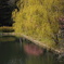 桜の見頃までもう少し