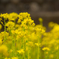 Vitamin yellow