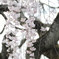 奇麗な桜