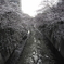 高精細桜