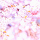 薄紅色に染まる桜花