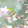春の香りに誘われて