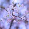 蕾の薄桃色に染まる