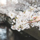 桜をもちあげて