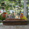 神戸どうぶつ王国　花鳥園