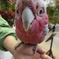 神戸どうぶつ王国　花鳥園