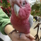 神戸どうぶつ王国　花鳥園